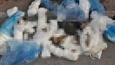 Yeniden gözaltı! 33 kedi ölü bulunmuştu