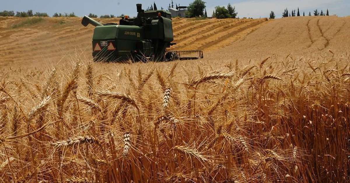 Buğdayda rekor geliyor