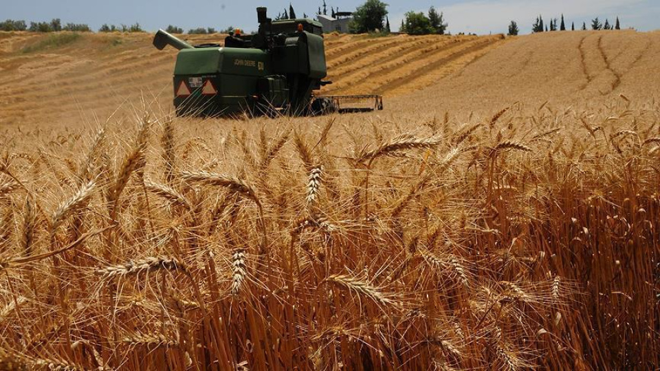 Buğdayda rekor geliyor