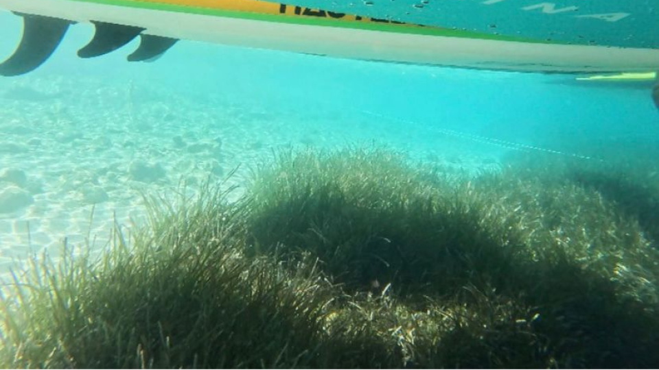 Muğla'da "deniz çayırları" çalışması başladı