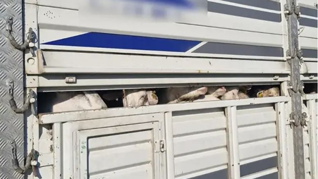 İstanbul'da kaçak kurbanlık denetimi