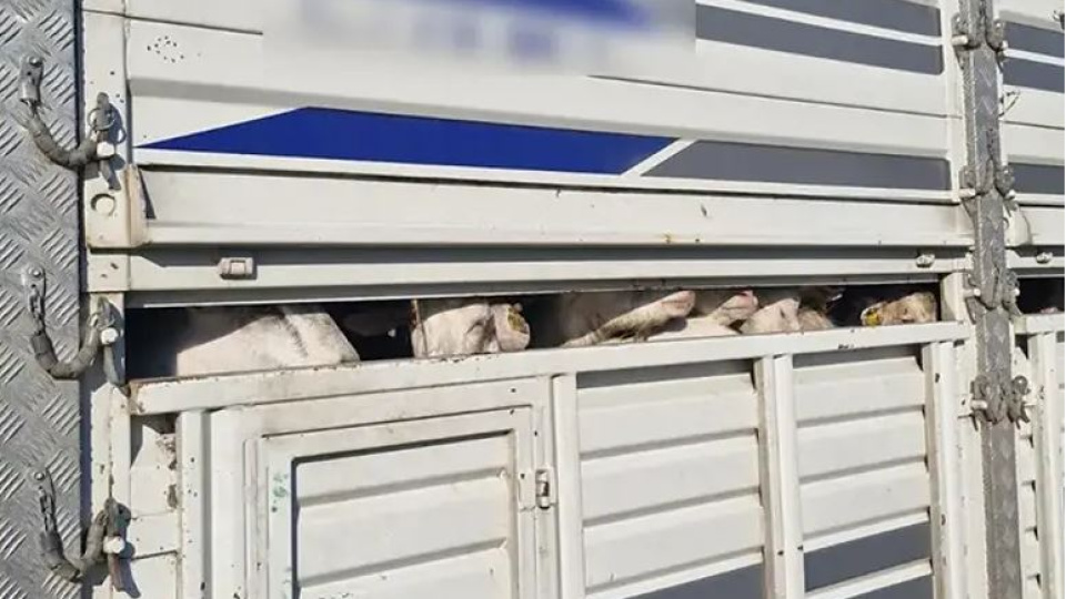 İstanbul'da kaçak kurbanlık denetimi