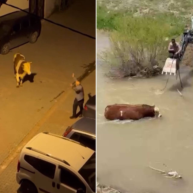 Bir bayram klasiği; kaçan kurbanlıklar... İpini koparan kaçtı!