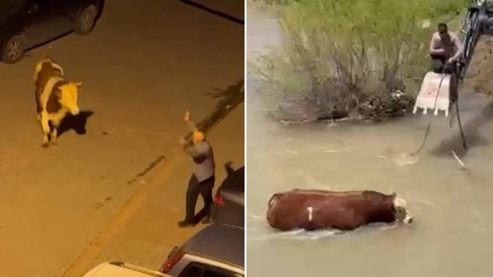 Bir bayram klasiği; kaçan kurbanlıklar... İpini koparan kaçtı!