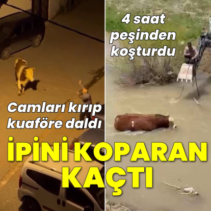 Bir bayram klasiği; kaçan kurbanlıklar... İpini koparan kaçtı!