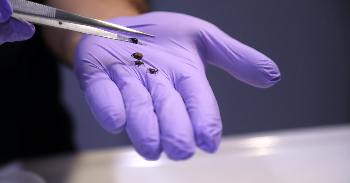 Yağışlarla bitki örtüsü arttı, kene popülasyonu riski yükseldi