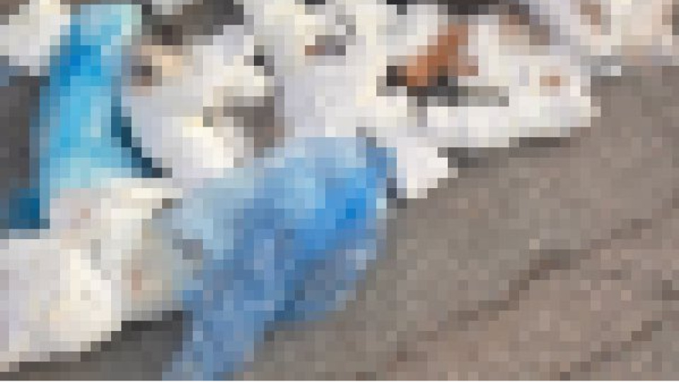 Veteriner, kedi ölümlerinde tutuklandı!