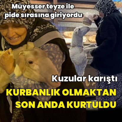 Kuzular karıştı, 'Çorap' kurbanlık olmaktan son anda kurtuldu
