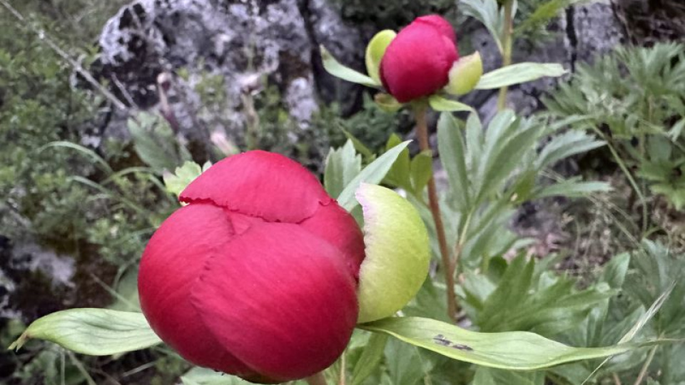 Koruma altındaki 'ayı gülü' çiçek açtı