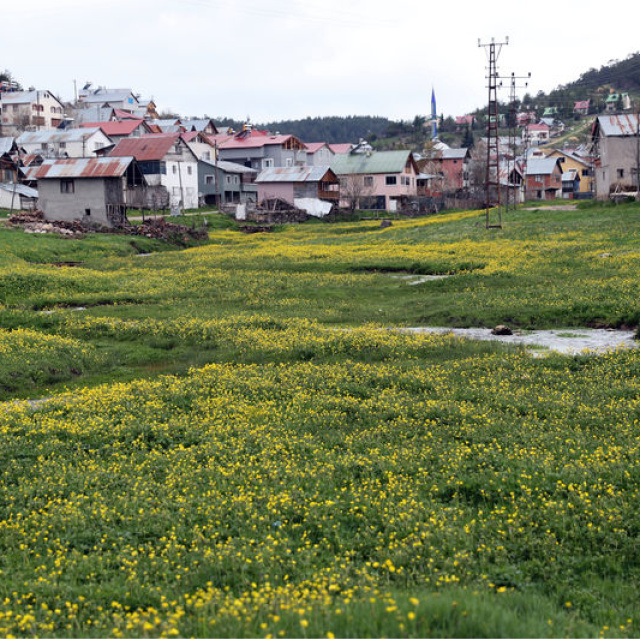 Eğriçimen Yaylası sarı papatyalarla renklendi