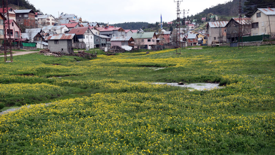 Eğriçimen Yaylası sarı papatyalarla renklendi