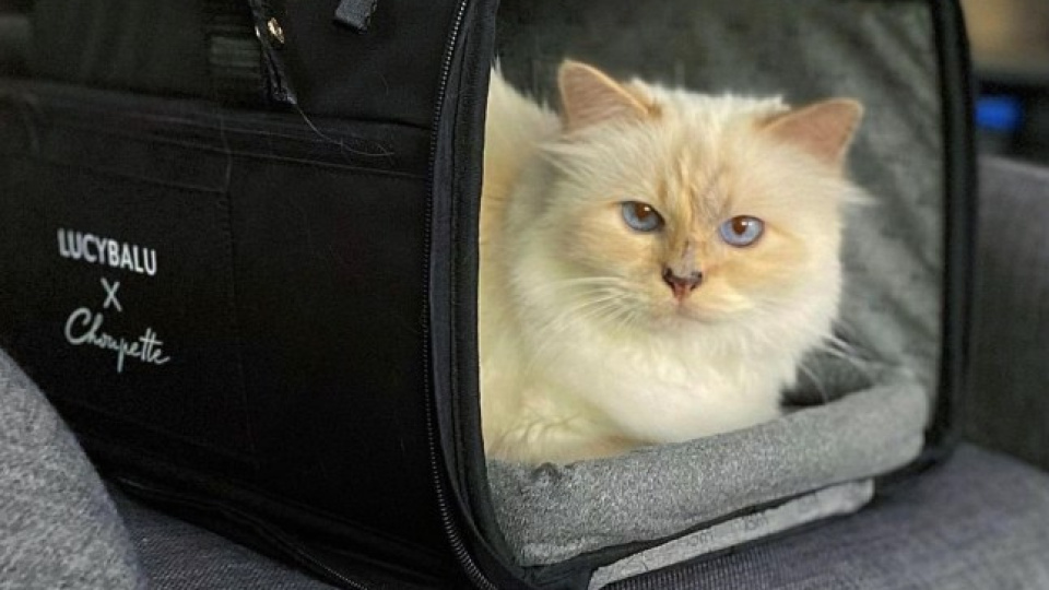 En zengin kedi mirasını alamadı