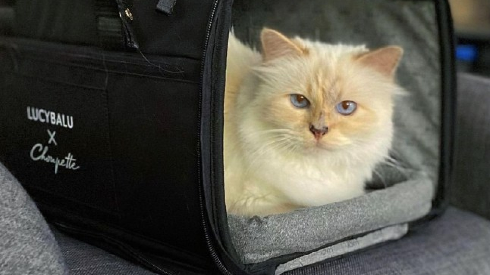 Dünyanın en zengin kedisi Choupette, Karl Lagerfeld'in mirasını alamadı