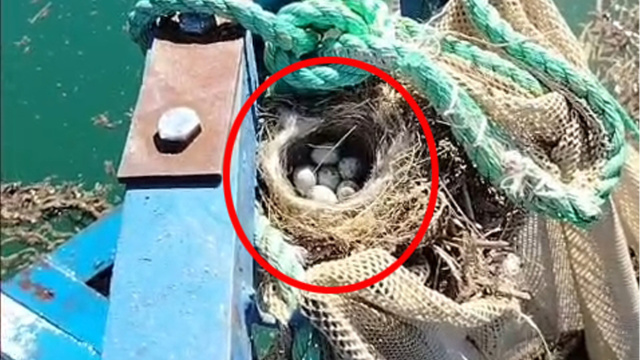 Kuş yuvasını bozmaya kıyamadı, ağı bırakmadı