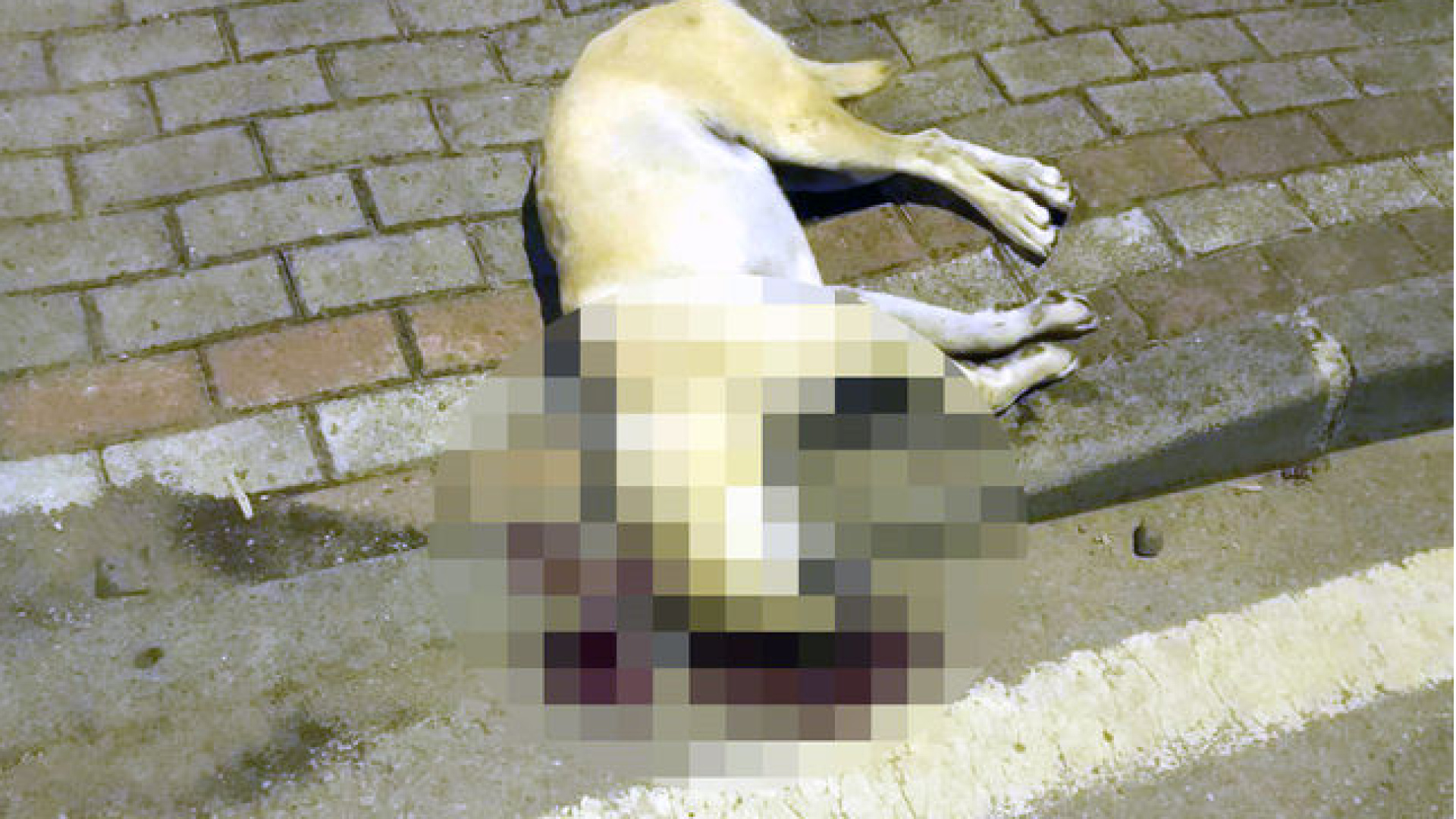 İstinaftan kritik bozma kararı: Köpeği öldüren kasabın cezası yeniden değerlendirilecek