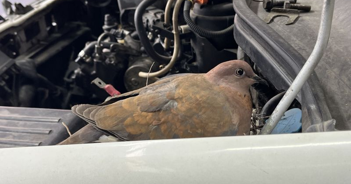 İstanbul'da Otomobil Liftinde Kuş Yuvası