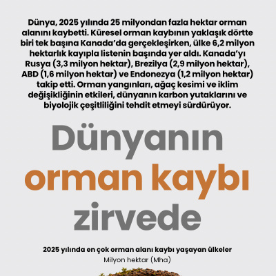 Dünyanın orman kaybı zirvede