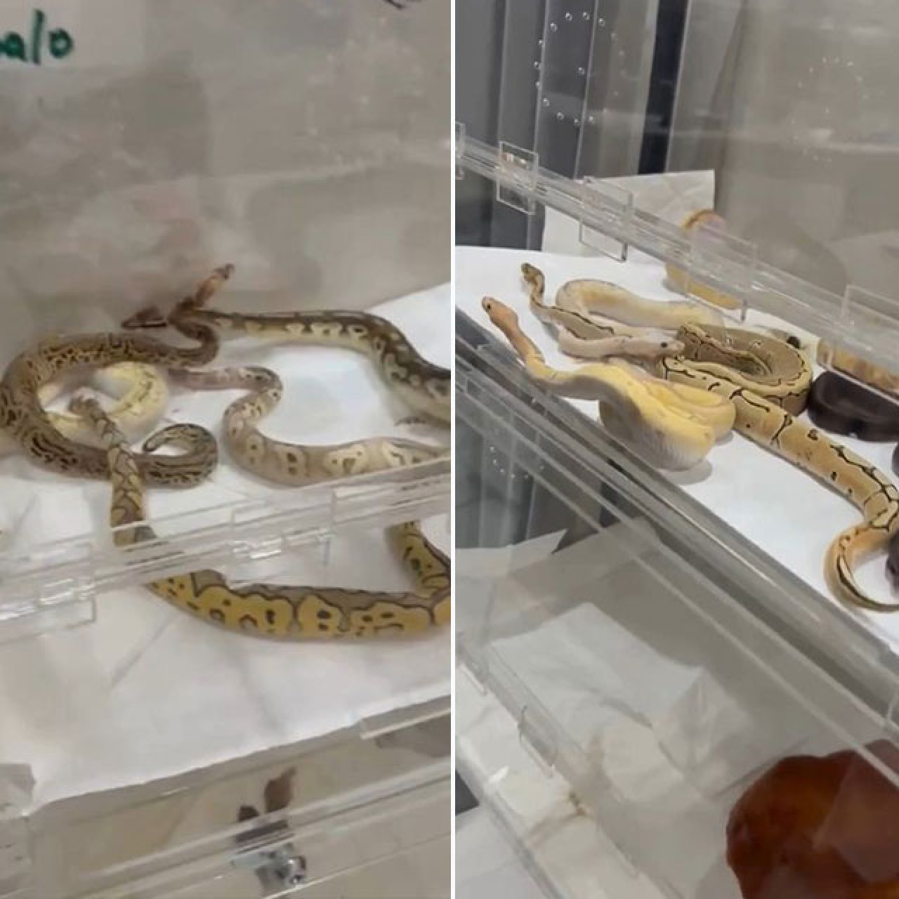 18 piton, 21 Mısır ve 3 King yılanı bulundu... Ev değil yıla