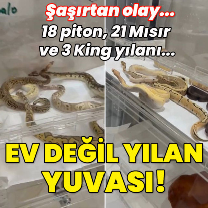 18 piton, 21 Mısır ve 3 King yılanı bulundu... Ev değil yılan yuvası!