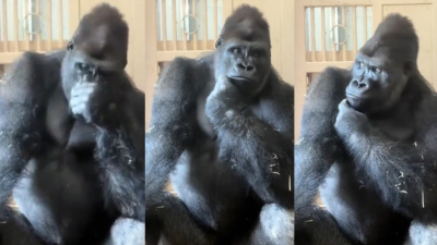Eşiyle tartışan goril Kiyomasa düşünceli tavırlarıyla viral oldu