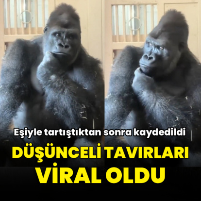 Eşiyle tartışan goril Kiyomasa düşünceli tavırlarıyla viral oldu
