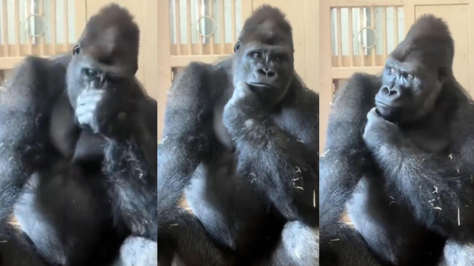 Eşiyle tartışan goril Kiyomasa'nın düşünceli hali viral oldu