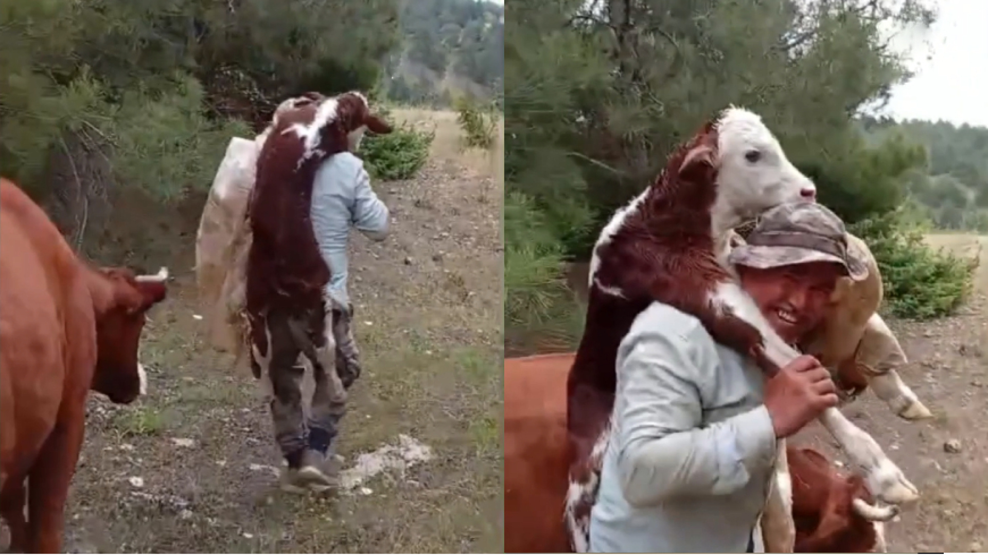 Ormanlık Alanda Doğan Buzağıyı Sırtında Taşıdı