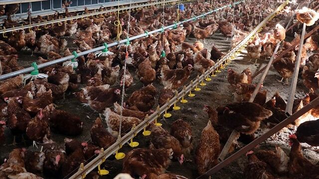 Tavuk eti üretimi nisanda azaldı