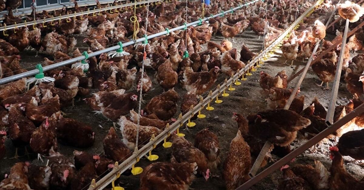 Nisanda tavuk eti üretimi azaldı, yumurta üretimi arttı