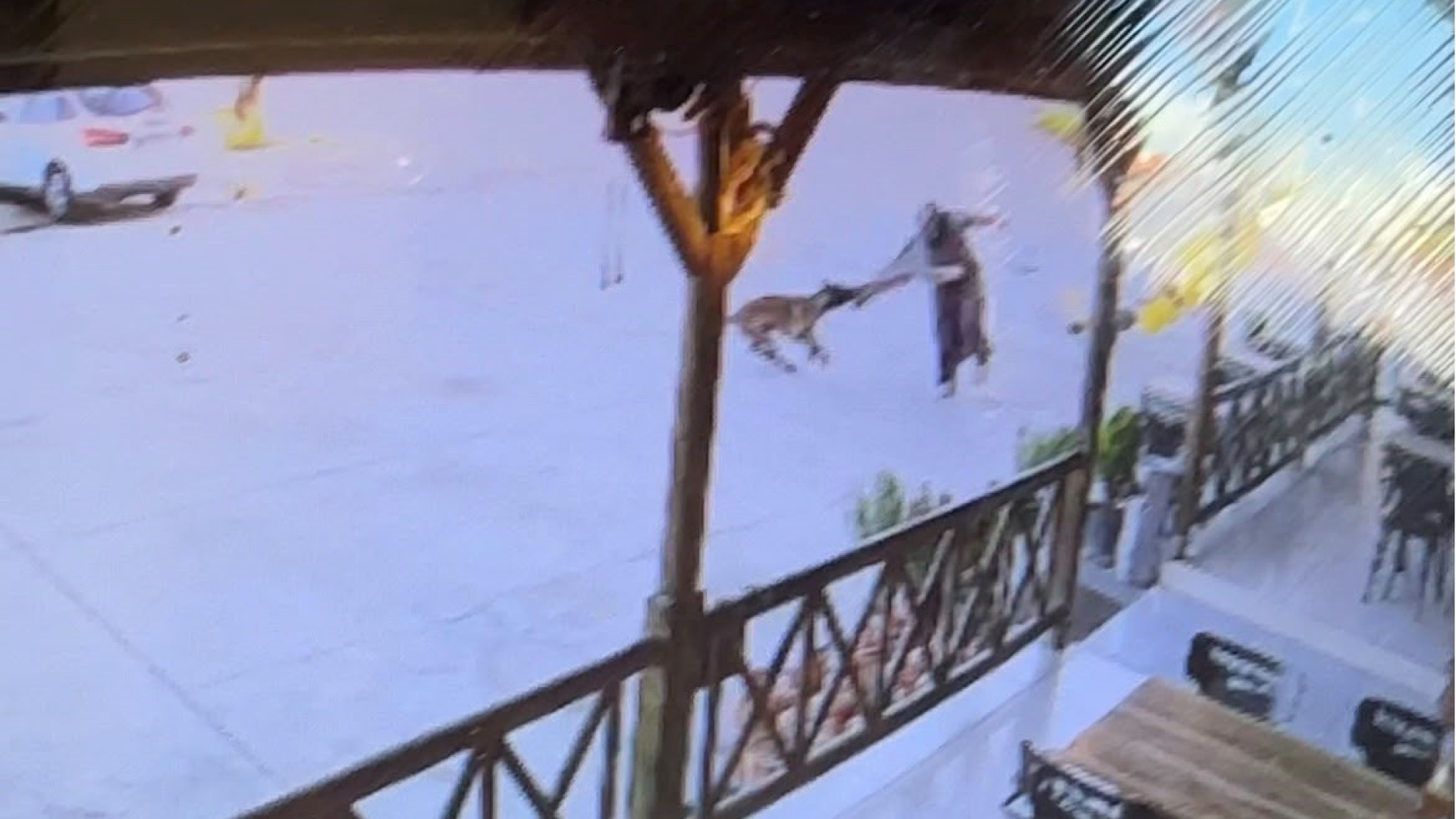 Afyonkarahisar'da Dinlenme Tesisinde Köpek Dehşeti: Kadının Kolu Koptu
