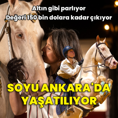 Altın gibi parlıyor, soyu Ankara'da yaşatılıyor