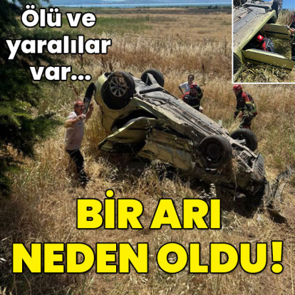 Ölü ve yaralılar var.... Bir arı neden oldu!