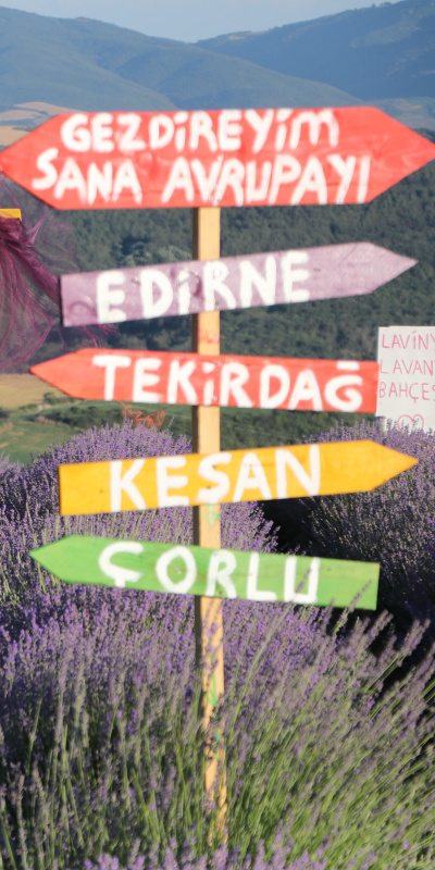Tekirdağ'ın lavanta bahçeleri ziyaretçilerini ağırlıyor
