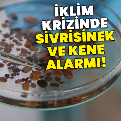 İklim krizinde sivrisinek ve kene alarmı!