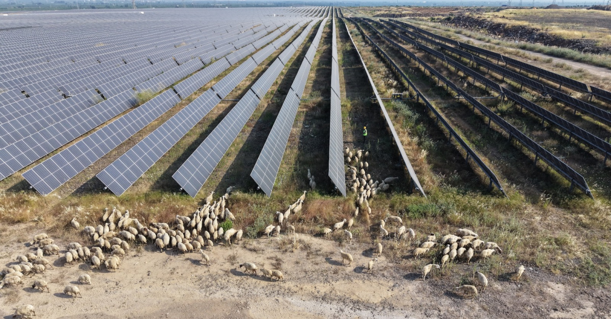 IC Enterra'dan 'Güneş Otlatma' ile Doğal Arazi Yönetimi