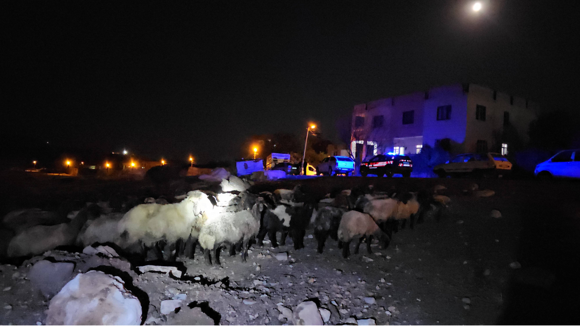 Siirt'te 32 küçükbaş hayvan zehirlenerek telef oldu