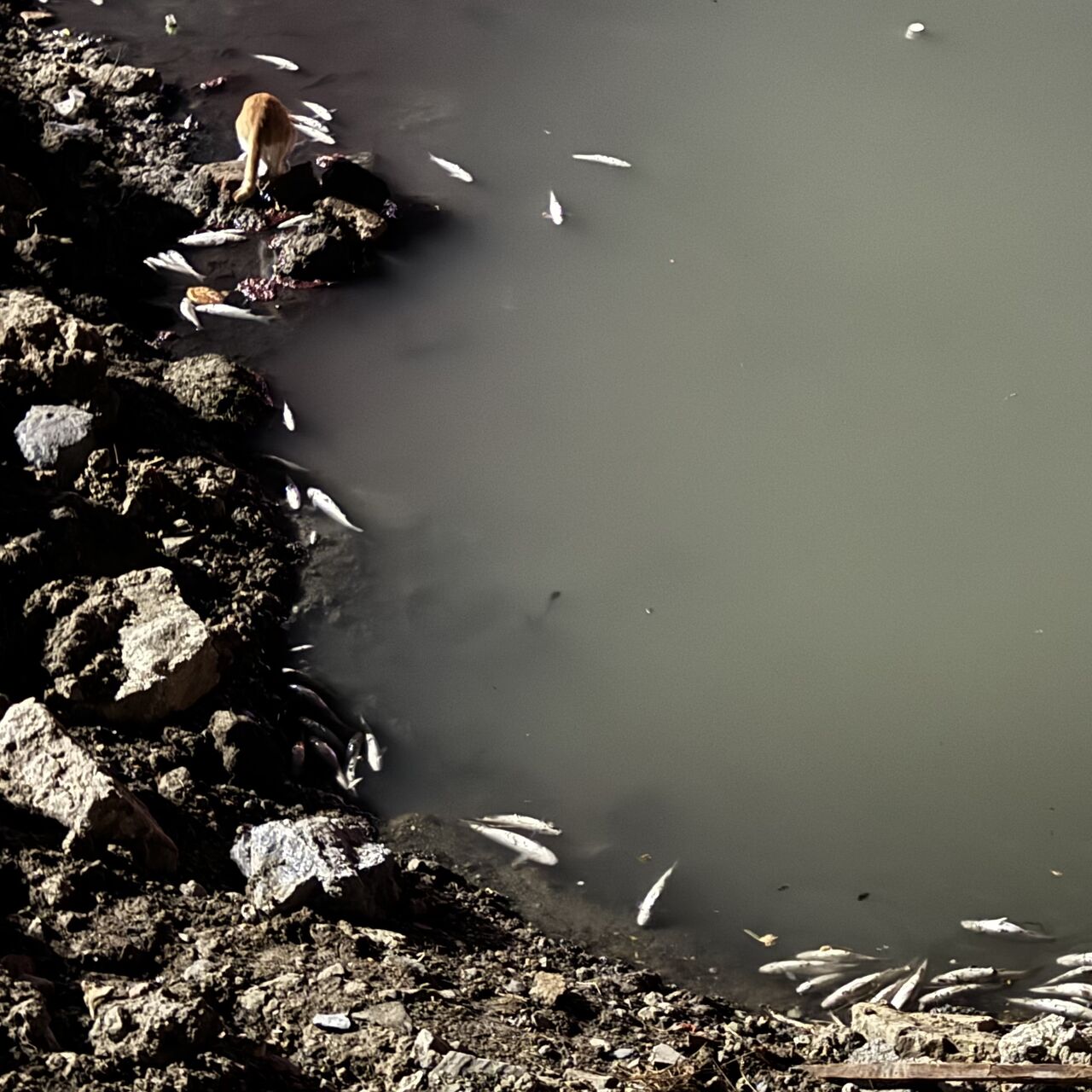 Binlerce ölü balık kıyıya vurdu