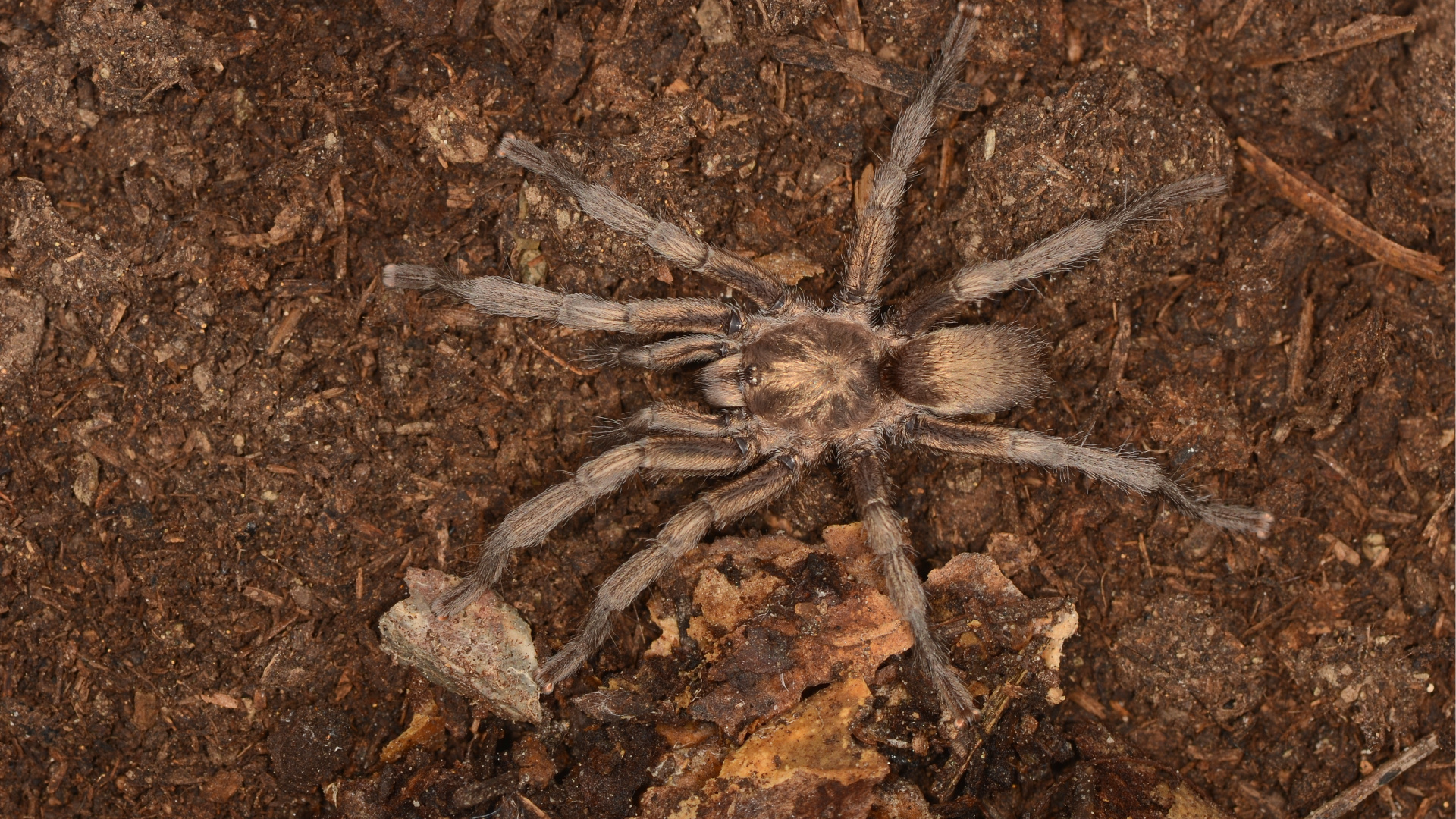 34 Yıl Önce Aydın'da Bulunan Tarantula Türü Türkiye Faunasına Eklendi