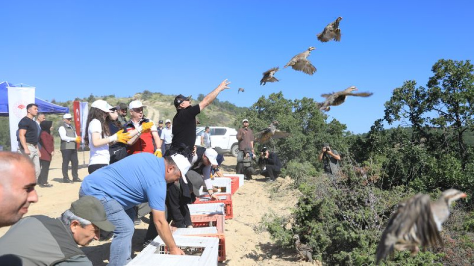 Çankırı'da doğaya 300 keklik salındı