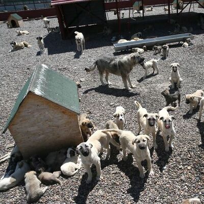 Ankara'da 52 bin sahipsiz köpek toplandı