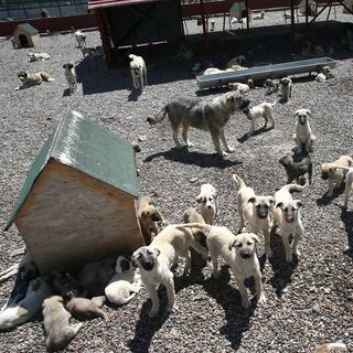 Ankara'da 52 bin sahipsiz köpek toplandı