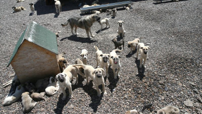 Ankara'da 52 bin sahipsiz köpek toplandı