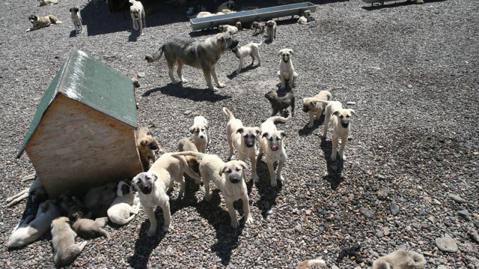 Ankara'da 52 bin sahipsiz köpek toplandı