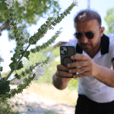 Nesli kritik seviyede! Mezarlıkta yetişiyor