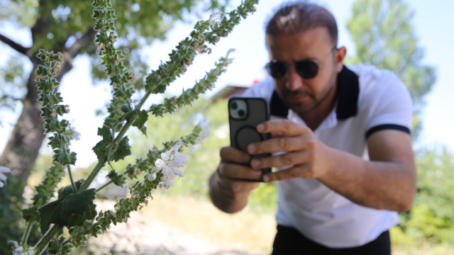 Nesli kritik seviyede! Mezarlıkta yetişiyor