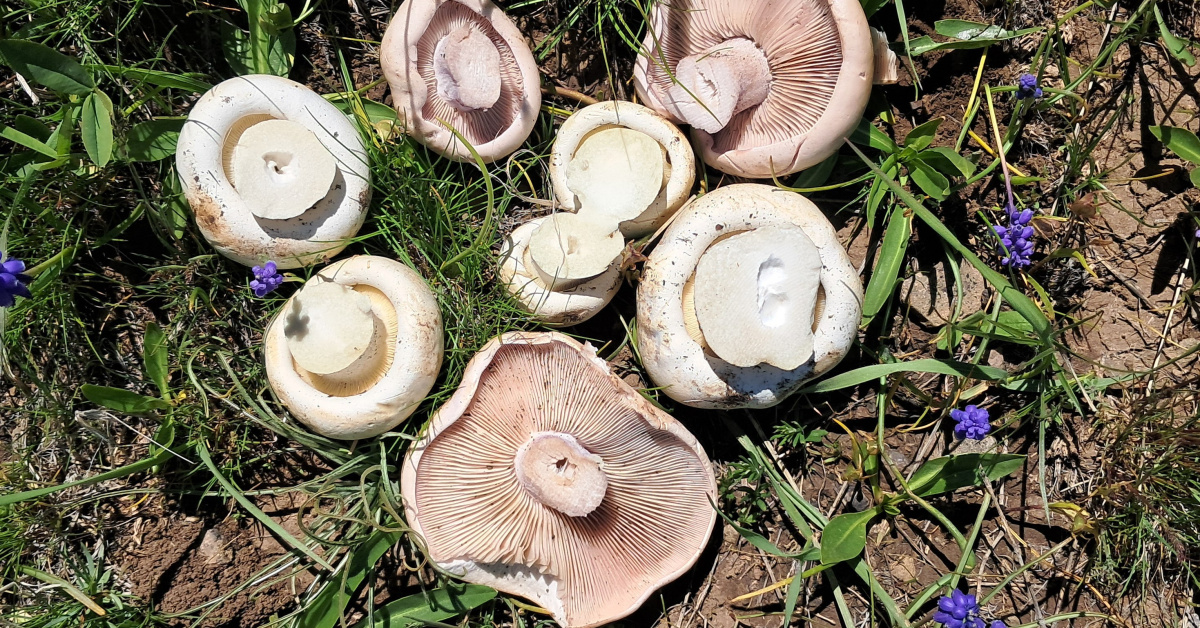 Zehirli mantar uyarısı: Zehirsizler bile tehlikeli