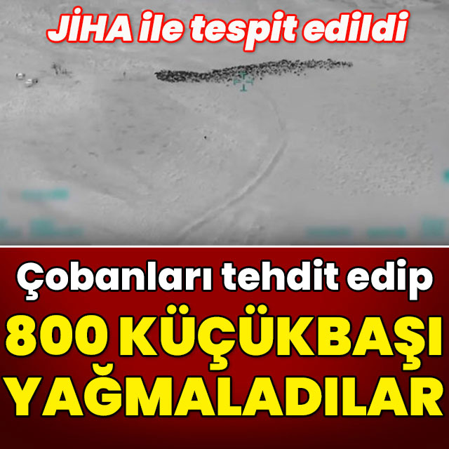Çobanları tehdit edip 800 küçükbaşı yağmaladılar!