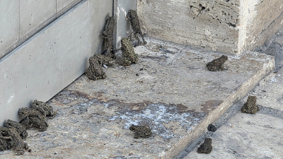 Yağmur yağdı böyle oldu: Kurbağa istilası