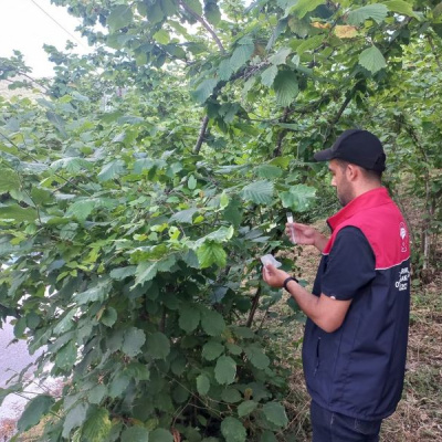 Kaynaşlı'da Samuray arıları doğaya salındı