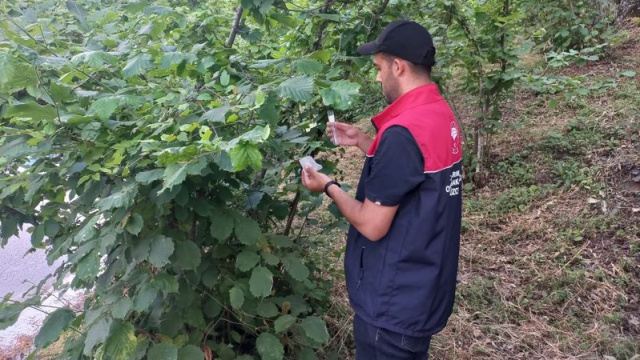 Kaynaşlı'da Samuray arıları doğaya salındı
